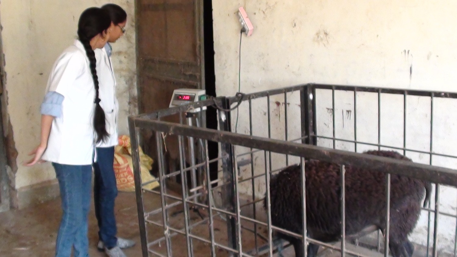 Students Weighing The Animals